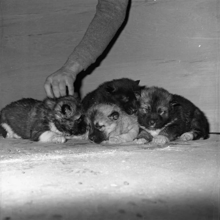 Image: Husky Puppies