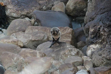 Image: Seal sanctuary in Kaikoura wiped out by earthquake