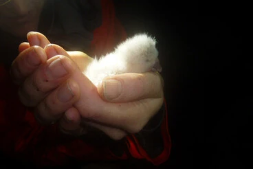 Image: Kākāpō chick raises hopes for breeding season