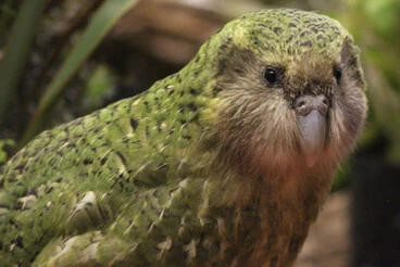 Image: Every single kakapo's genome to be sequenced