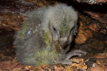 Image: Kakapo chicks on display in Southland