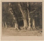 Image: Beech Trees, Wakatipu