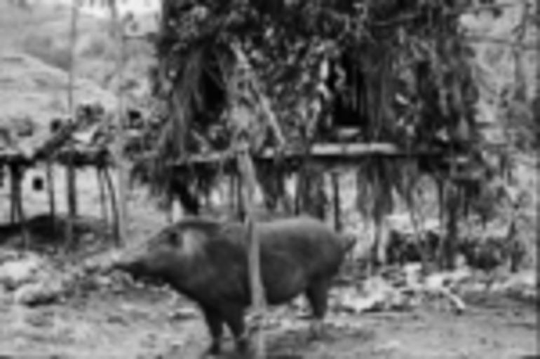 Image: Slaughtering pigs - tethered pig.