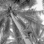 Image: Man picking coconuts