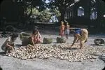 Image: Drying coconuts