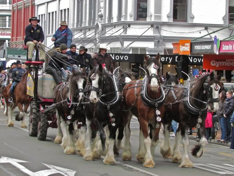 Image: Clydesdale Horse Society of New Zealand