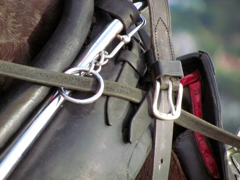 Image: Clydesdale Horse Society of New Zealand