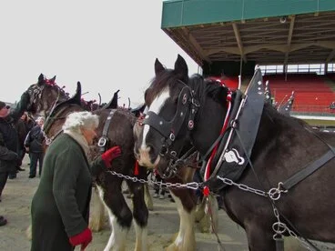 Image: Clydesdale Horse Society of New Zealand