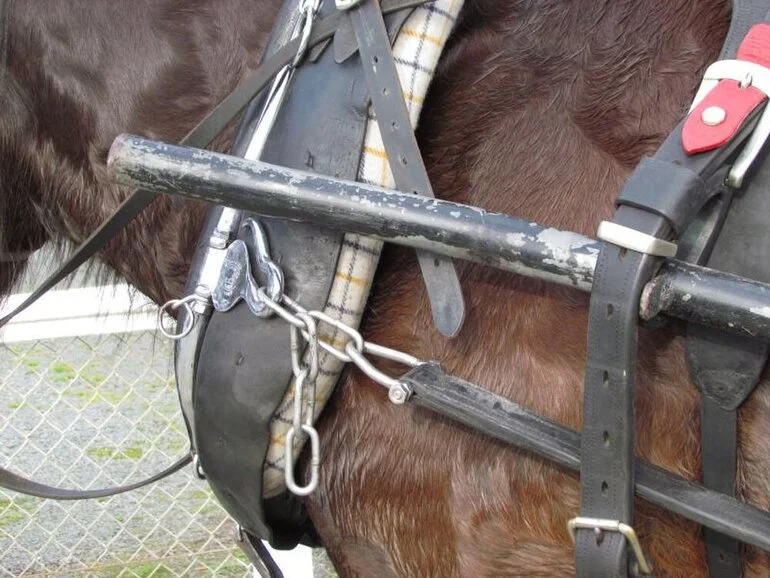 Image: Clydesdale Horse Society of New Zealand