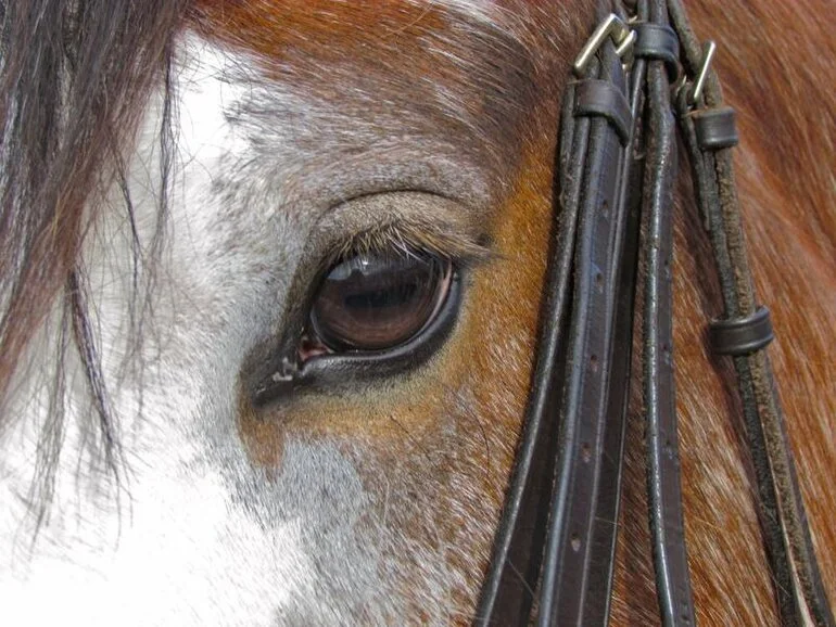 Image: Clydesdale Horse Society of New Zealand