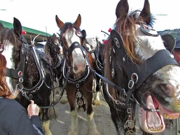 Image: Clydesdale Horse Society of New Zealand