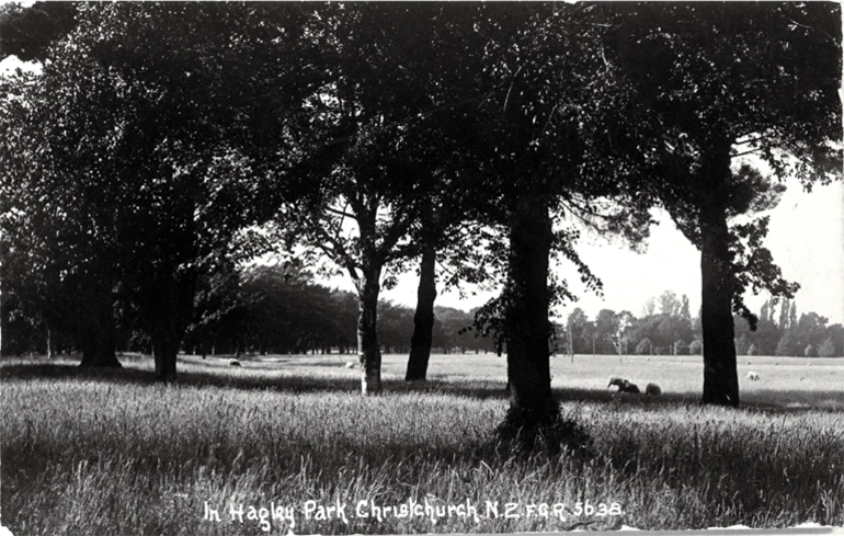 Image: Sheep grazing in Hagley Park, Christchurch