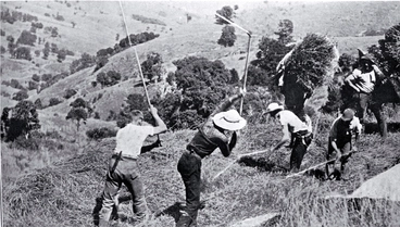 Image: The close of the cocksfoot harvest on Banks Peninsula