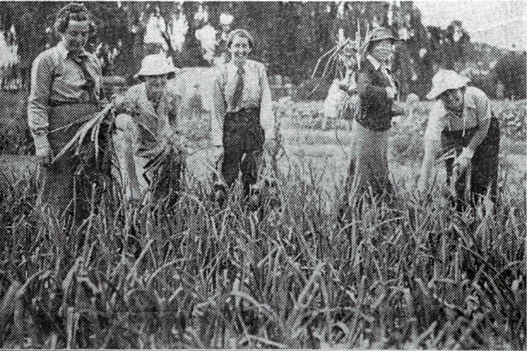 Image: Women's Land Army plots, Abberley Park, St Albans