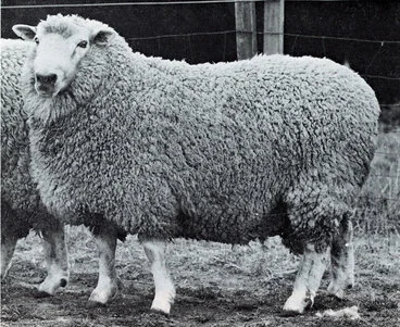 Image: College bred Coopworth ram