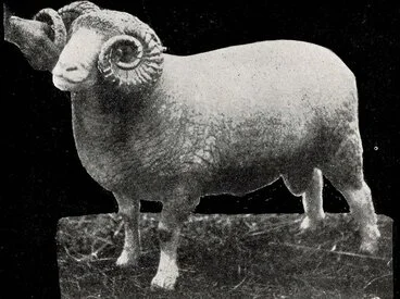 Image: 1912 Dorset Horn Sheep