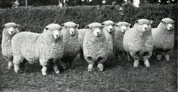 Image: 1948 College one-shear Romney ewes exported to the Argentine