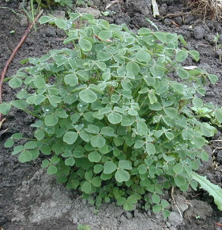 Image: Oxalis tuberosa - yam or oca 2