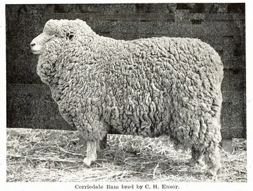 Image: 1914 Corriedale Ram