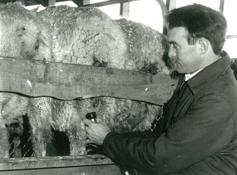 Image: Sam Peterson milking sheep, circa 1989