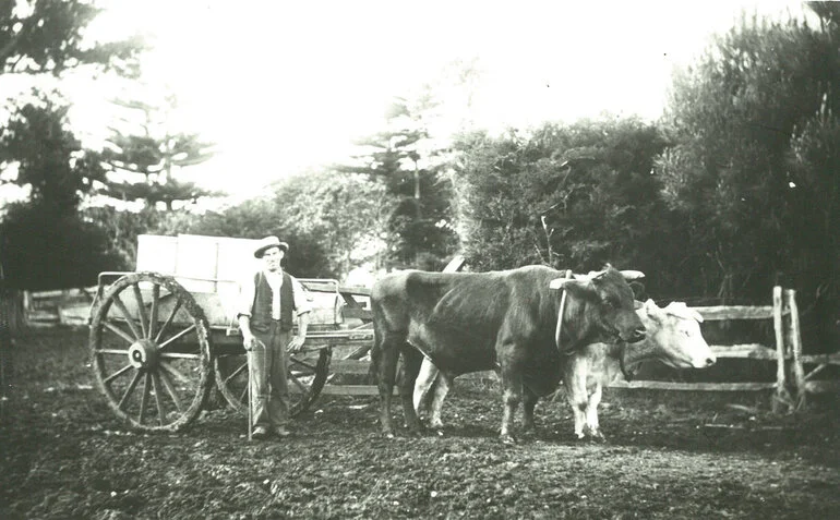 Image: Patua Co-operative Dairy Company, Limited. Milk supplier, circa 1910