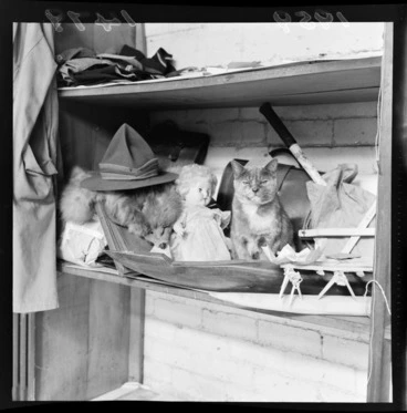 Image: Lost property office, with its resident cat