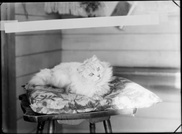 Image: A cat sitting on a stool, possibly Christchurch district