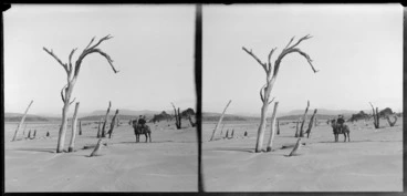 Image: Unidentified man on horse on beach with dead trees, Catlins area, Clutha District, Otago Region