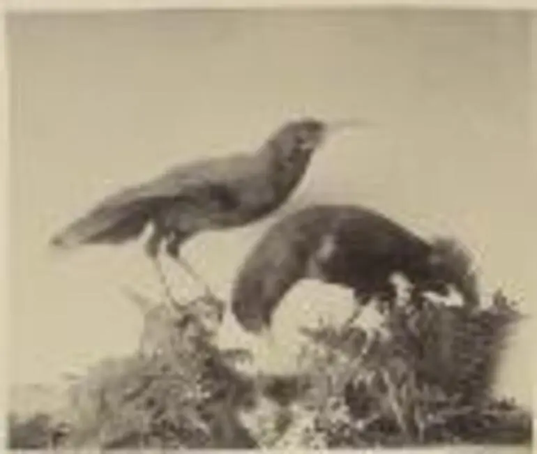 Image: Two stuffed specimens of Huia, sacred bird [picture].