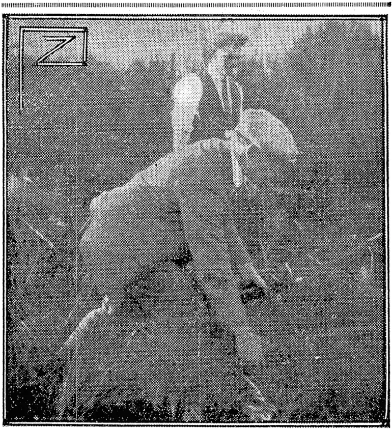 Image: SEARCHING FOR CLUES  Detective Studholme (without coat) and an assistant are shown engaged m the strenuous work of searching the thick scrub for clues. A few minutes after this photograph was taken the spanner used by the murderer was found. (NZ Truth, 23 June 1927)