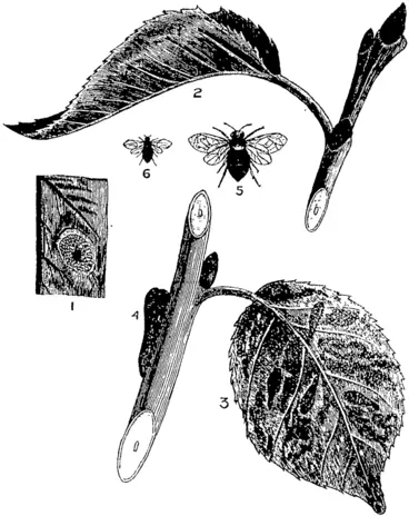 Image: Fig. 1. Portion of pear leaf, with eggs. Fig. 2. Leaf with young lavvre. Fig. 3. Leaf showing surface partly destroyed ; lame about natural ?ixe. Fig. 4. Larva, enlarged. Fig. 5. Fly, enlarged. Fig. (5. Fly, natural size. (I, 2, 3, 5, and (5, after French; 1 slightly altered from Cook). (Otago Witness, 02 August 1894)