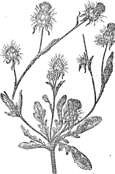 Image: YELLOW STAR THISTLE.— rorlions of plant with leaves, lutmni alze, from Nature. (Otago Witness, 21 March 1895)