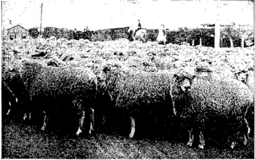 Image: DRIVING SHEEP TO CATTLE YARDS: FREEZERS, FROM PALMER'S MEADOW —S. Collins, photo. BANK FARM, MILTON. (Otago Witness, 07 November 1900)