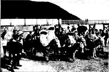 Image: CHILDREN RIDING ON THE DONKEYS. SNAPSHOT ON THE OCCASION OP THE LABOUR DAY PICNIC AT -L. Daroux, photo. DAY'S BAY, WELLINGTON. (Otago Witness, 25 November 1903)