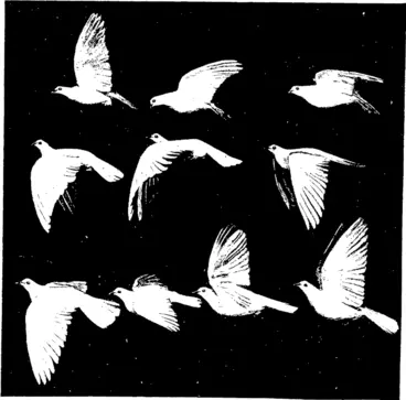 Image: SOME FIXE SPECIMENS OF THE TAXIDERMIST'S ART IN THE OTAGO MUSEUM Piepared to show the movements of a pigeon's v ings during flight. (Otago Witness, 11 May 1904)