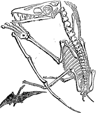 Image: PTERODACTYL (Wing Finger). From "The Story of Creation."—This unbenevolentlooking reptile had huge bat-Like wings, partly supported by the enormously extended fifth finger. The race of the Pterodactyls was iun a long time before man appeared on earth, happily for us, for this vale of tears would have been a distinctly less comfortable place shared with winged neighbours of this sirt holering over our heads. Some binds of Pterodactyls are said to have had an expanse of wing of nearly 25ft; others were no larger than crows." They xvere probably shore-haunters, preying on both land and water animals. The small drawing is a "restoration" of what this grisly, airship-like leptde looked like in life and health. Happily we have inherited its bones only. (Otago Witness, 23 March 1904)