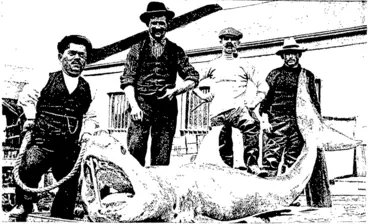 Image: MONSTER SHARK CAUGHT BY MESSRS T. EDWARDS AND FRANK MARISCO  OFF BLUFF WHARF. (Otago Witness, 23 March 1904)