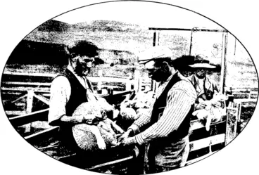 Image: TAILING LAMBS.  At shearing time the poor lambs have a bad time of it, sometimes losing their mammas in addition to their tails. (Otago Witness, 21 December 1904)