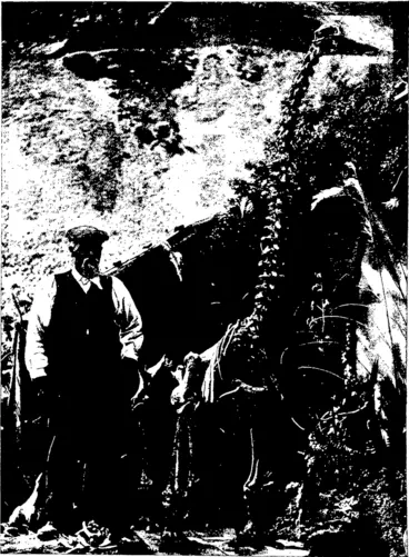 Image: C. A. Tomlinson, photo. A COMPLETE MOA SKELETON,  Discovered by Mr J. Gault, an old resident of St. Kilda, Dunedin. Mr Gault discovered and put the bones together without any assistance. He has already been u.ade tempting offers for his prize, but declines to part with it. as it is one of the finest yet discovered. The bones were found at Sloven's Creek, ilidland Railway. (Otago Witness, 18 November 1908)