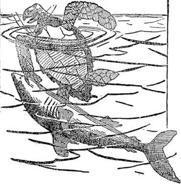 Image: FIGHT BETWEEN A LOGGEKHEAD TURTLE AND A MAN-EATING SHARK. (Auckland Star, 22 August 1896)