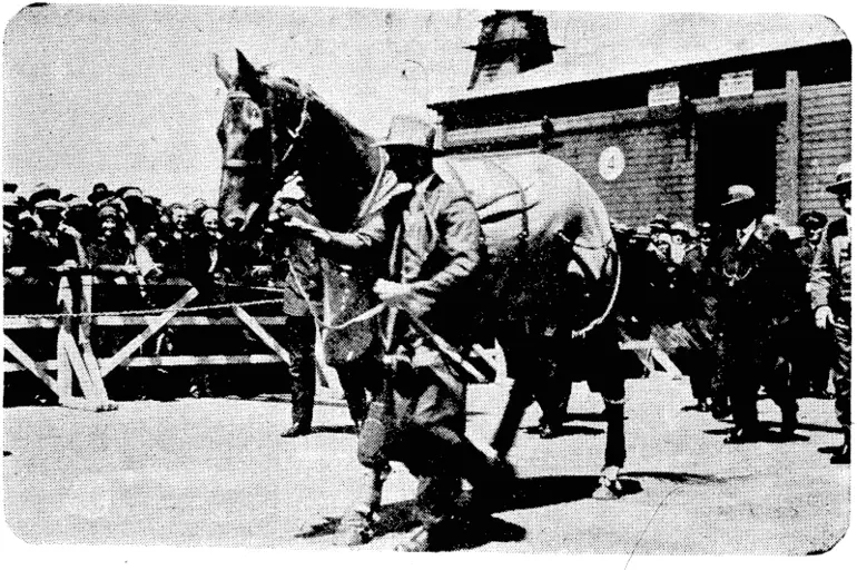 Image: PHAR LAP ARRIVES AT WELLINGTON. Phar Lap, Australia's champion horse, parades before a welcoming throng of spectators on the Queen's Wharf, Wellington, on his return from Australia, by the UUmaroa, to thie land of his birth. (Ellesmere Guardian, 04 December 1931)