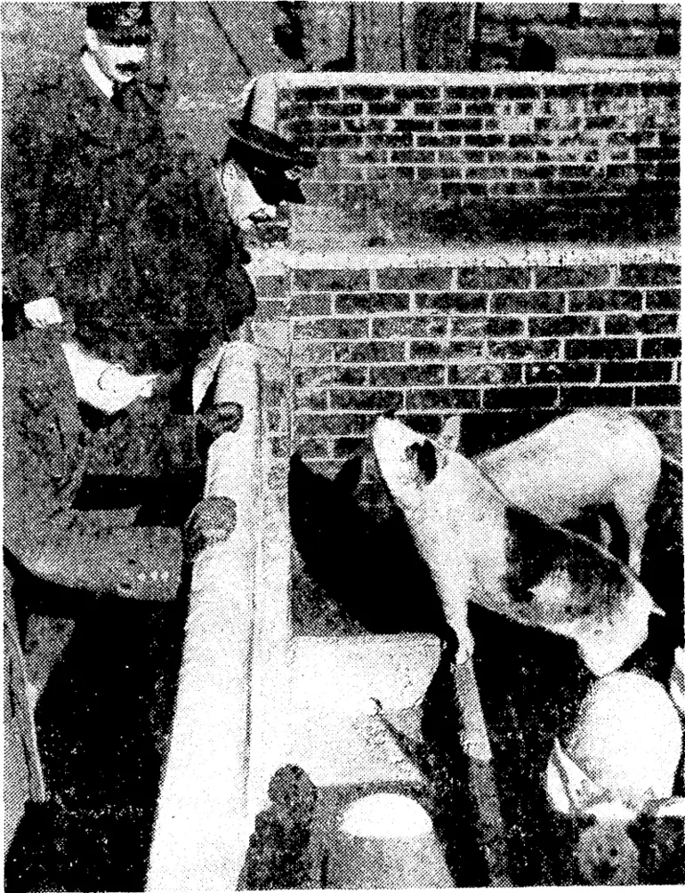 Image: The Army Co-operation Command of the R.A.F. keeps about eighty pigs and cultivates thirteen acres of land for food production, thus helping the British food effort. The station commander and other officers of the R.A.F. are seen inspecting some of the pigs. (Evening Post, 04 April 1941)