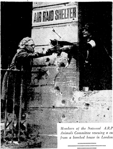 Image: Members of the National A.R.P. Animals Committee rescuing a cat from a bombed house in London. ilium minium iiiiiiiiiiiiiiiiiiiiiiiiiiiiiiiiiiiiiiiiiiiiiiiiiiii ■■lIIIIIIIIIIIIIMIIIIIIII (Evening Post, 25 January 1941)
