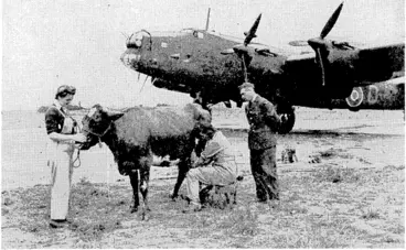 Image: At a Canadian Bomber Command station there is a farm which runs cows, pigs, and poultry as its stock-in-trade and produces a considerable profit. It is worked by eleven land girls in charge of a Canadian corporal, and the stock is handy to the landing ground, cows being milked even on the aerodrome. \ ' "■ (Evening Post, 20 November 1943)