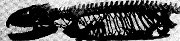 Image: The skeleton of the tuatara reveals mai.y very primitive, or ancient, structures of which the "uncinate processes" of the ribs, and bone-encircled spaces above and behind the eye-socket, are especially noticeable. The teeth are weldei to the jaw, and soon become worn down. (Evening Post, 04 February 1928)