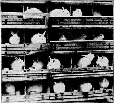 Image: s, : "J^enlue I'oit" i'lioio. A numbor of Angora rabbits brought to New Zealand by the Rcmuera on Tuesday for the purpose of breeding for thoir wool. The rabbits arc soen in their hutches on the Remuera, where they lived during tho long voyage without a single loss. (Evening Post, 03 January 1929)