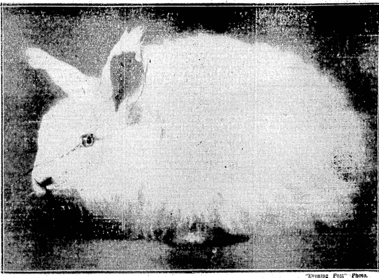 Image: EveningPost":Photo.. ~ KALA PASHA, the,; "Terrible Turk," who last evening defeated Tom Alley in' sensational-wrestling bouts. WELLINGTON'S CHAMPION ANGORA RABBIT.—Mr. LJI. Uriscoll's Angora rabbit, winner-of-thei ' ,' championship at the ■ Wellington Winter Shoiv. ■:..'"■■■ (Evening Post, 22 July 1930)