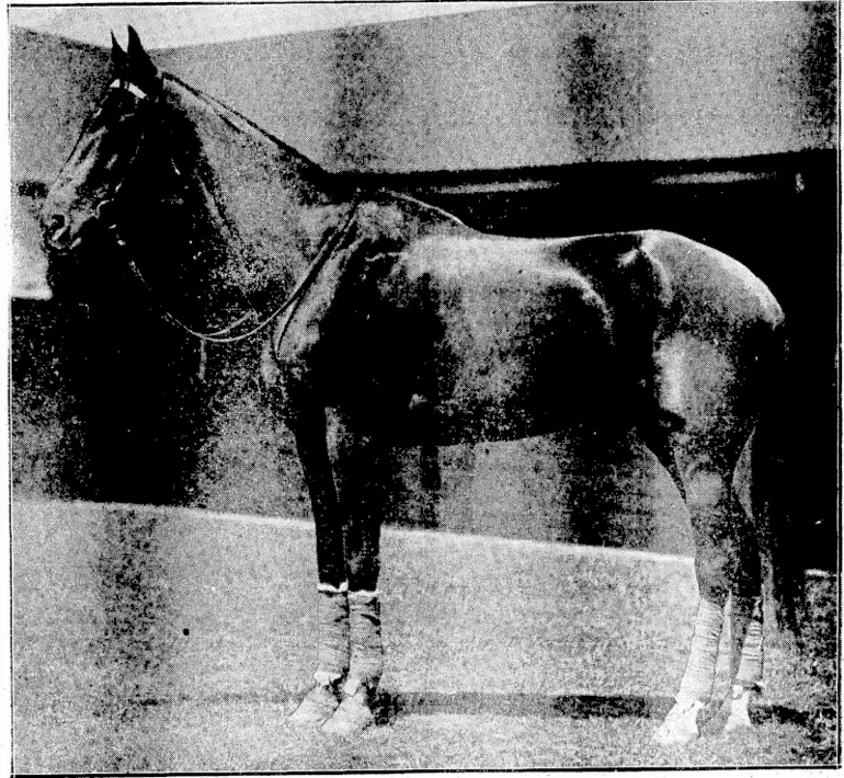 Image: Sydney Morning Herald" Photo. ■A GREAT -RACEHORSE.—Mr. H. R. Telford'sgelding Phar Lap, who yesterday won the Melbourne Cup without being extended at any part of the journey. Phar Lap started favourite for, the race, and his victory places him second to Amounts in regard to his total > \ ■■■■■■ of stake money. ' ■ ' (Evening Post, 05 November 1930)