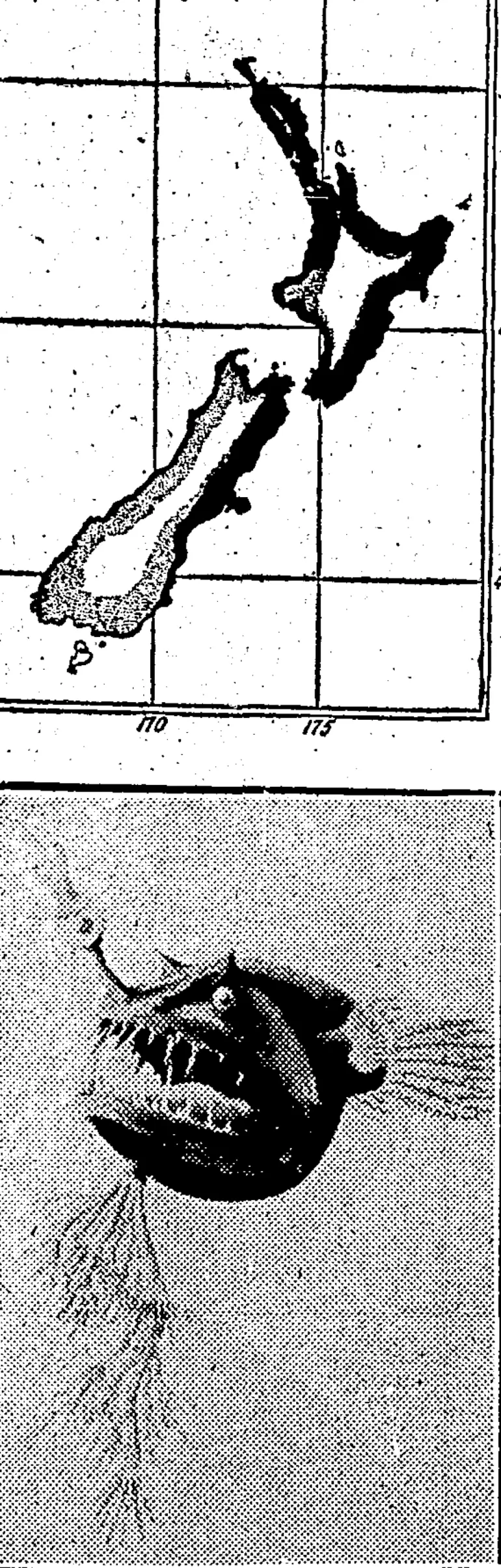 Image: QUAINT FIGURES OF THE DEEP SEA.—Top left, distribution o, the two species of fresh-water eel in New Zealand: black, Anguilla Australis; dotted, A. Aucklandi. Centre, change of the European eel from the full-grown larva (the top figure) to the familiar glass-eel or elver, familiar at the time of its ascending the rivers in millions; the changes take place during the year or two the young fish take in crossing the Atlantic, during which time it takes no food, but lives „„_____^_mm~mm— on its own. substance, hence its dwindling. Top right, in the sea live many species of eels resembling in appearance the species of fresh-ivater eels found in the world's riversthere are eels, however, which never leave salt water- all in the figure were taken in one haul.: Bottom left, deep-sea toad-fish, with stalked glim (aqua) on its snout and seaweed-hke beard, bottom right, another deep-sea toad-fish, with rod and line furnished with hook and glim. The above pictures are referred to in an article by Mr. Johannes Andersen. (Evening Post, 03 June 1932)