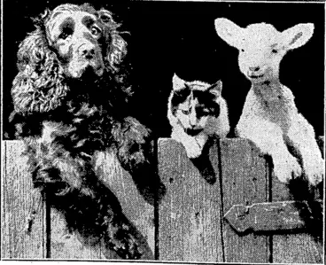 Image: Sport and General- Plioto. '"WHO. GOES. THERE?"-* 'd6g, a cat, and a lamb, ■ b00r,., companions on a farm at Ivmghoe, Buckinghamshire, England, ivha 'Pake a -practice o£watching passer.s-b^jjmm the.jgfrgfcfy&tfk. J^ (Evening Post, 12 May 1934)